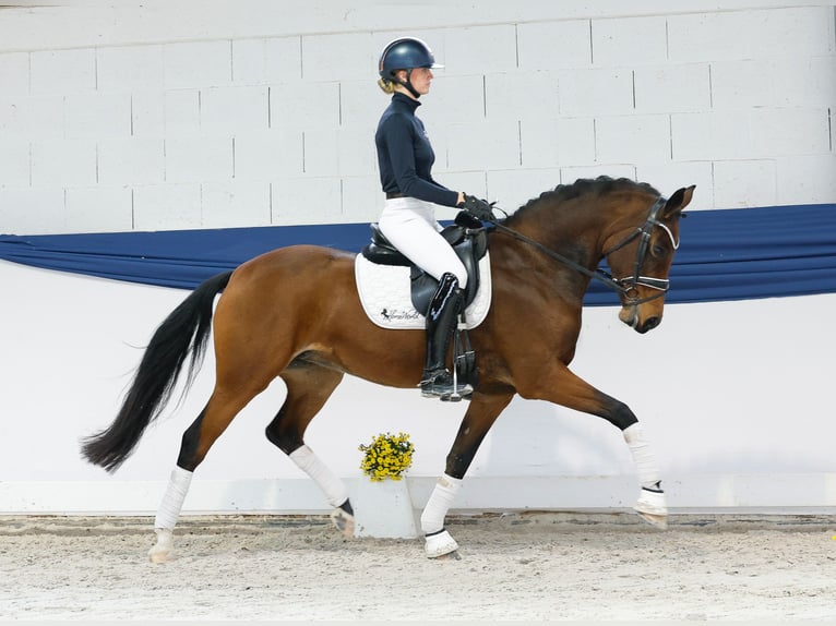 Deutsches Reitpony Stute 8 Jahre 157 cm Brauner in Marsberg Deutsches Reitpony Stute 8 Jahre 157 cm Brauner in Marsberg