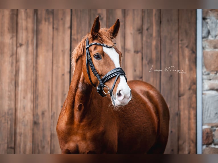 Deutsches Reitpony Stute 8 Jahre 157 cm Fuchs in Hattingen Deutsches Reitpony Stute 8 Jahre 157 cm Fuchs in Hattingen