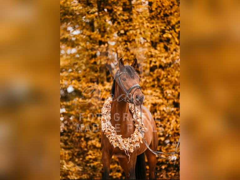 Deutsches Reitpony Stute 8 Jahre 162 cm Hellbrauner in Bad Mergentheim