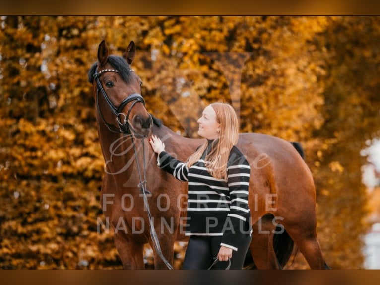 Deutsches Reitpony Stute 8 Jahre 162 cm Hellbrauner in Bad Mergentheim