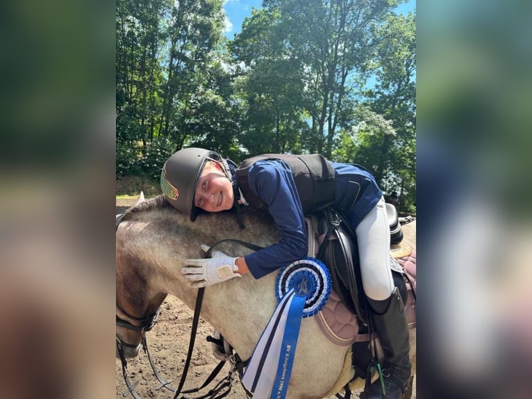 Deutsches Reitpony Mix Stute 9 Jahre 120 cm Roan-Bay in Hohenseeden