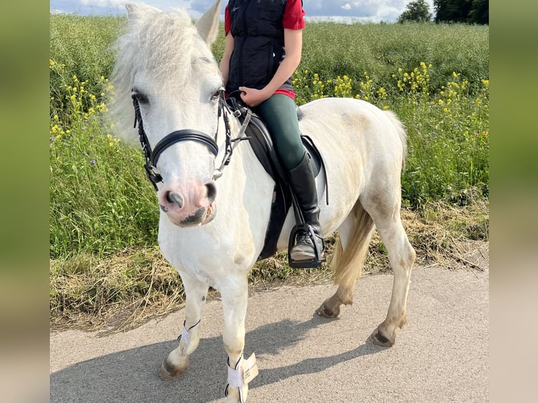 Deutsches Reitpony Stute 9 Jahre 128 cm Schimmel in Frechen