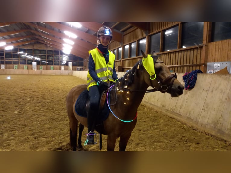 Deutsches Reitpony Stute 9 Jahre 136 cm Falbe in Schmallenberg