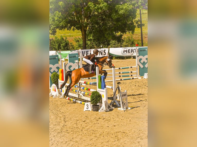 Deutsches Reitpony Stute 9 Jahre 136 cm Falbe in Schmallenberg