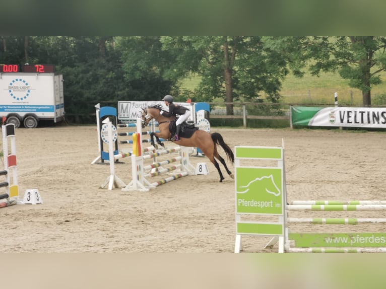 Deutsches Reitpony Stute 9 Jahre 136 cm Falbe in Schmallenberg