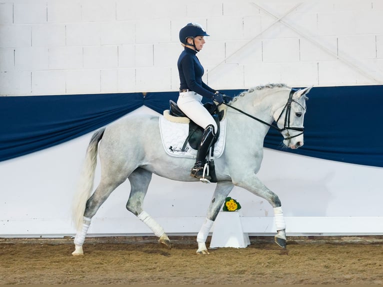 Deutsches Reitpony Stute 9 Jahre 138 cm Schimmel in Marsberg