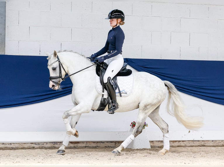Deutsches Reitpony Stute 9 Jahre 139 cm Schimmel in Marsberg