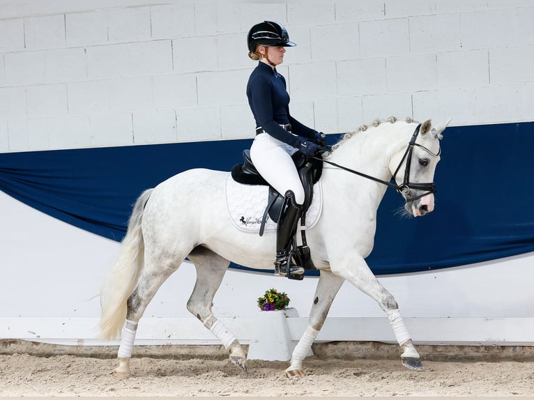 Deutsches Reitpony Stute 9 Jahre 139 cm Schimmel in Marsberg