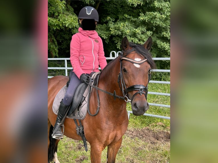 Deutsches Reitpony Stute 9 Jahre 140 cm Brauner in Meerbeck