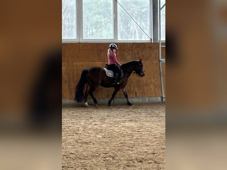 Deutsches Reitpony Stute 9 Jahre 140 cm Brauner in Meerbeck