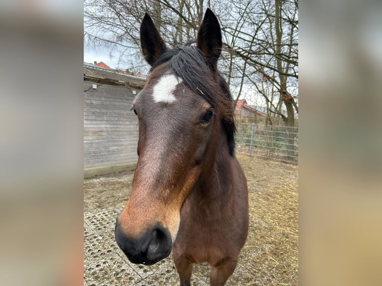 Deutsches Reitpony Stute 9 Jahre 140 cm Brauner in Meerbeck