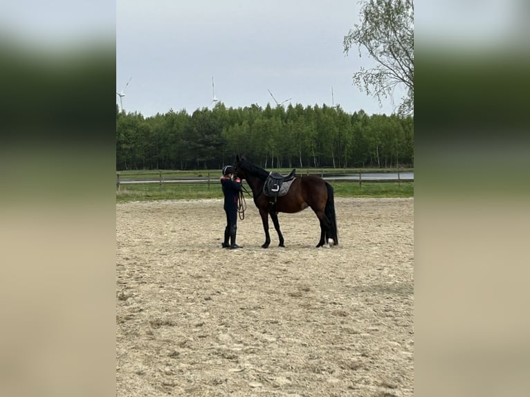 Deutsches Reitpony Stute 9 Jahre 140 cm Brauner in Meerbeck