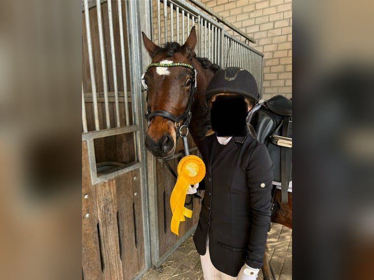 Deutsches Reitpony Stute 9 Jahre 140 cm Brauner in Meerbeck