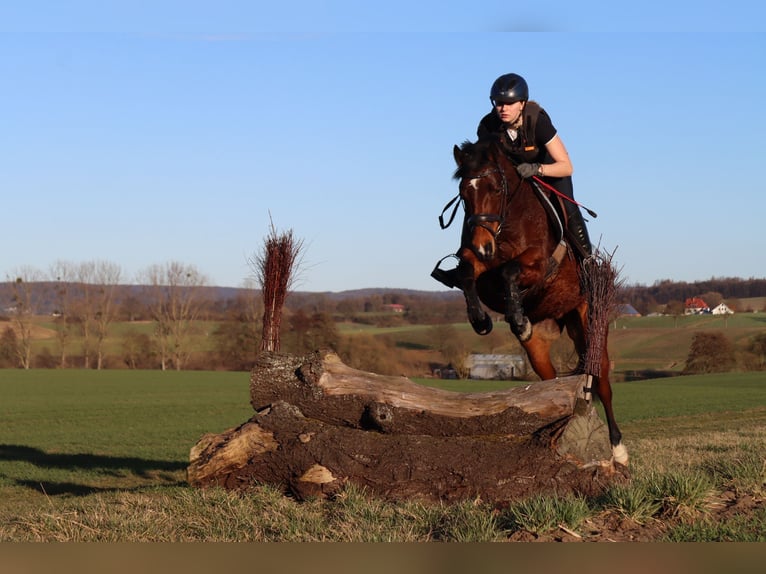 Deutsches Reitpony Stute 9 Jahre 140 cm Brauner in Hessisch Oldendorf