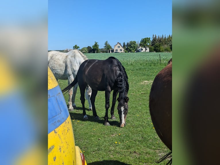 Deutsches Reitpony Stute 9 Jahre 140 cm Dunkelbrauner in Nennhausen