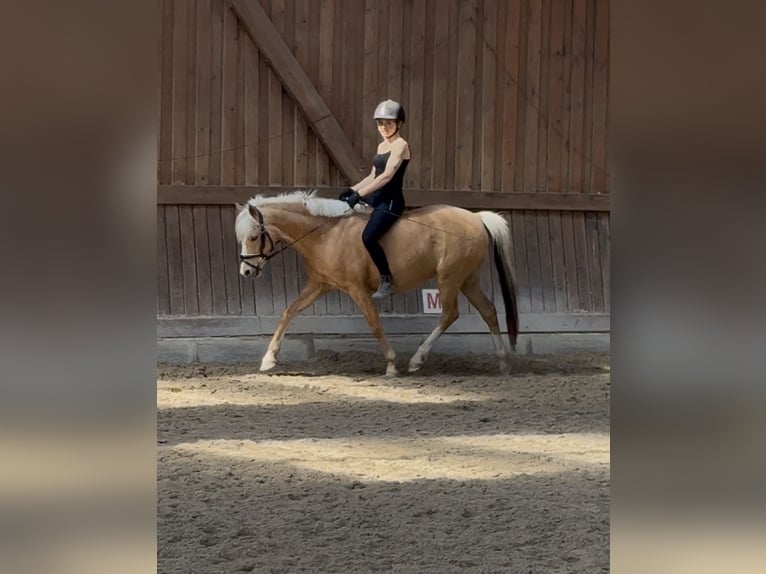 Deutsches Reitpony Stute 9 Jahre 140 cm Palomino in Stahnsdorf