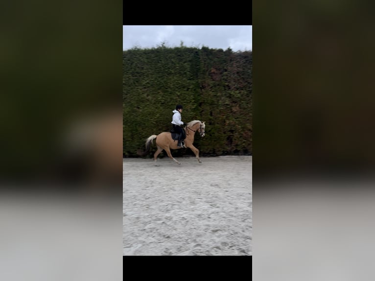 Deutsches Reitpony Stute 9 Jahre 140 cm Palomino in Stahnsdorf