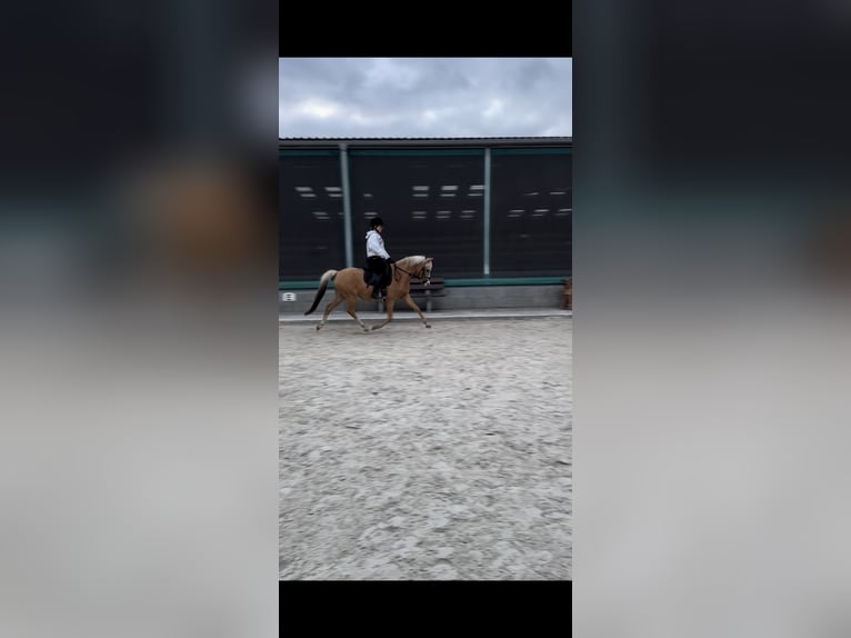 Deutsches Reitpony Stute 9 Jahre 140 cm Palomino in Stahnsdorf