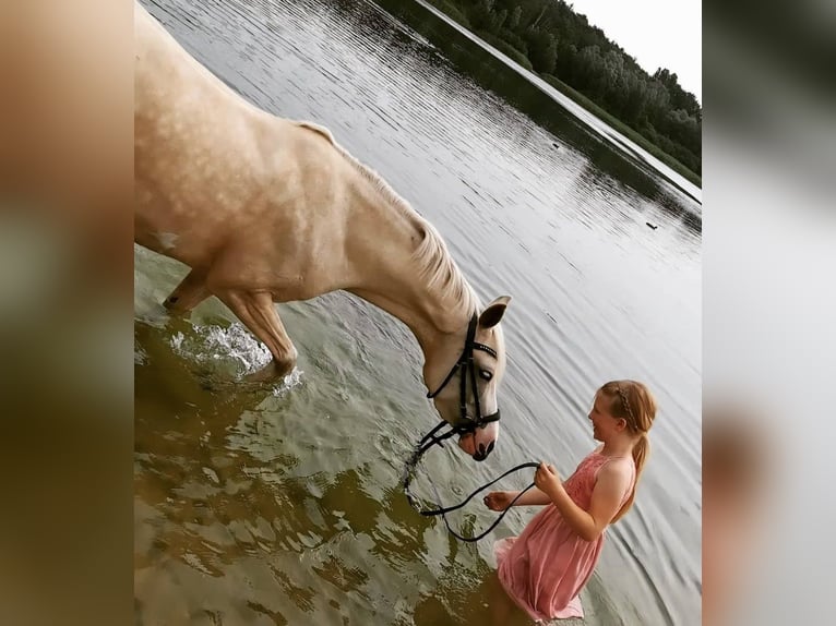 Deutsches Reitpony Stute 9 Jahre 140 cm Palomino in Recke