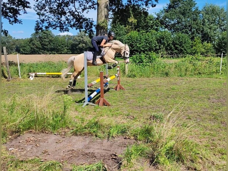 Deutsches Reitpony Stute 9 Jahre 140 cm Palomino in Recke