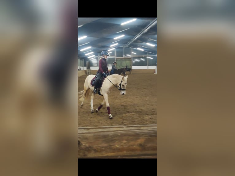 Deutsches Reitpony Stute 9 Jahre 140 cm Palomino in Recke