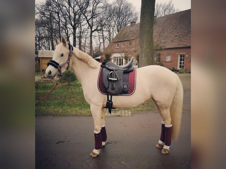 Deutsches Reitpony Stute 9 Jahre 140 cm Palomino in Recke