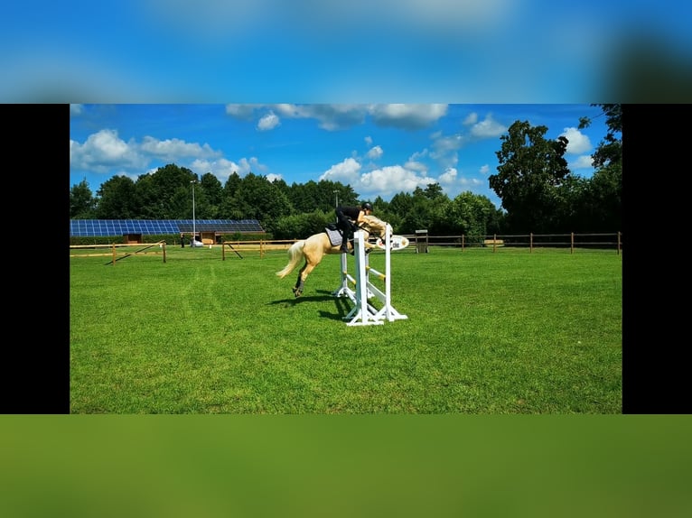 Deutsches Reitpony Stute 9 Jahre 140 cm Palomino in Recke