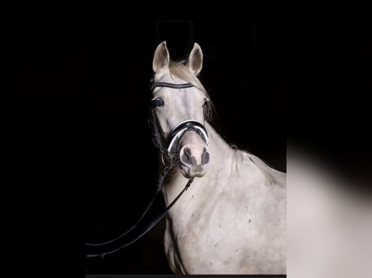 Deutsches Reitpony Stute 9 Jahre 140 cm Palomino in Recke