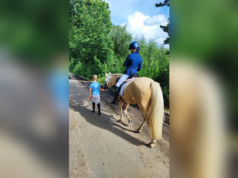 Deutsches Reitpony Stute 9 Jahre 140 cm Palomino in Recke