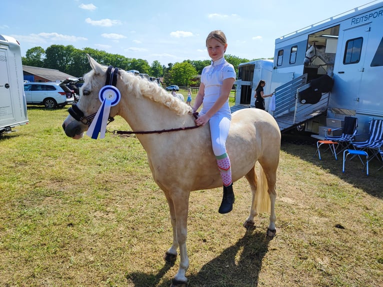 Deutsches Reitpony Stute 9 Jahre 140 cm Palomino in Recke