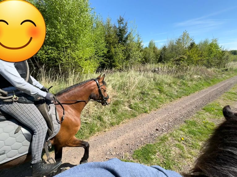 Deutsches Reitpony Stute 9 Jahre 142 cm Brauner in Grebenhain