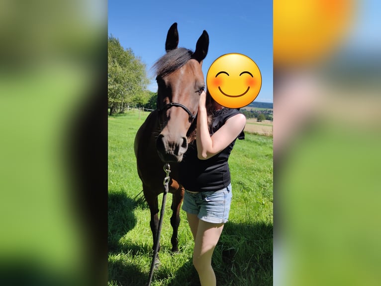 Deutsches Reitpony Stute 9 Jahre 142 cm Brauner in Grebenhain