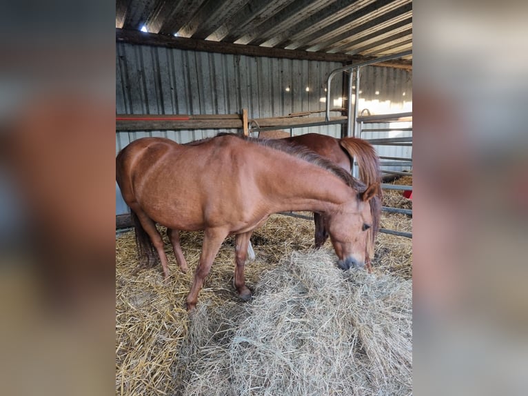 Deutsches Reitpony Stute 9 Jahre 142 cm Fuchs in H&#xFC;ckelhoven
