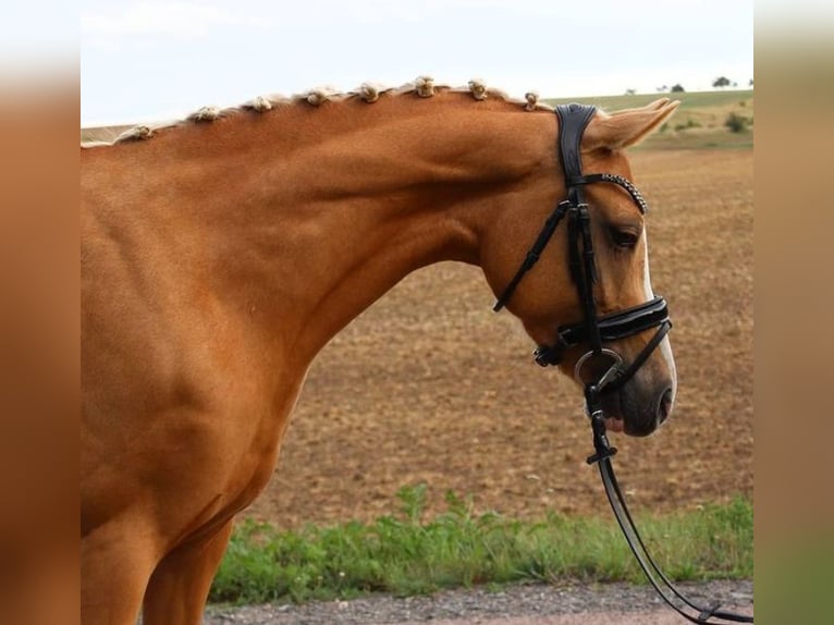 Deutsches Reitpony Stute 9 Jahre 142 cm Palomino in Arnstein