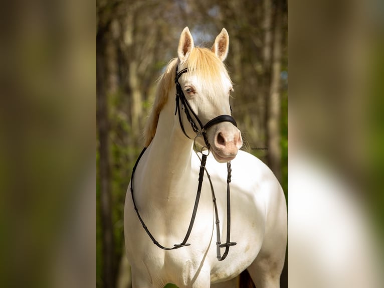 Deutsches Reitpony Stute 9 Jahre 142 cm Perlino in Malderen