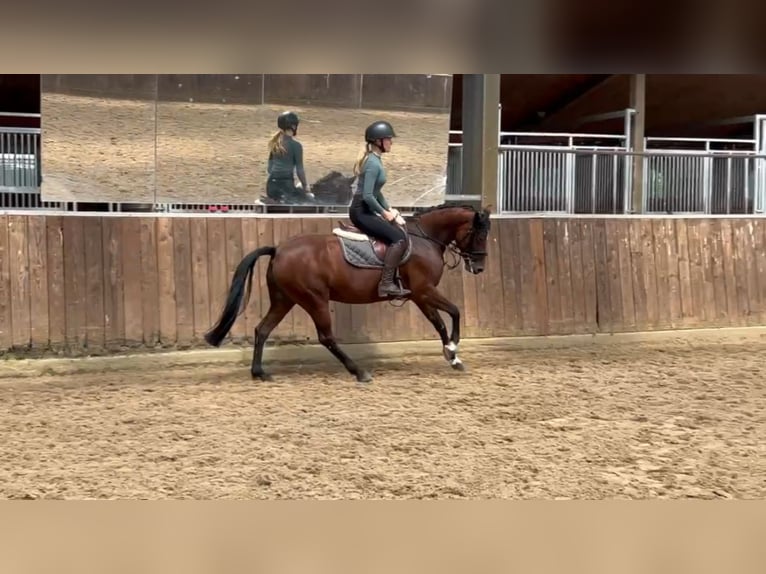 Deutsches Reitpony Mix Stute 9 Jahre 143 cm Brauner in Friesoythe