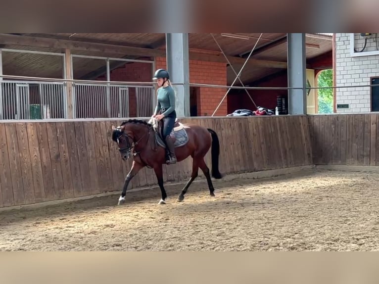 Deutsches Reitpony Mix Stute 9 Jahre 143 cm Brauner in Friesoythe