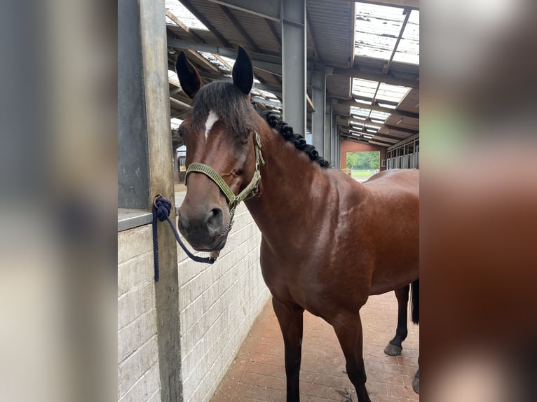Deutsches Reitpony Mix Stute 9 Jahre 143 cm Brauner in Friesoythe