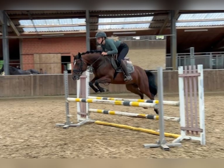 Deutsches Reitpony Mix Stute 9 Jahre 143 cm Brauner in Friesoythe