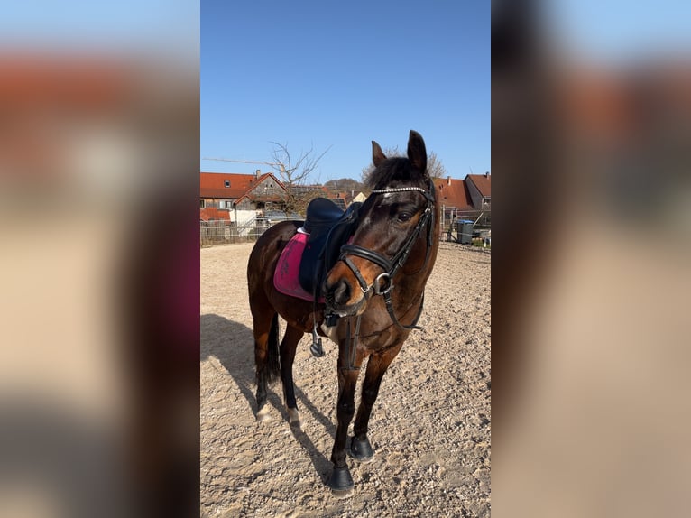 Deutsches Reitpony Stute 9 Jahre 143 cm Dunkelbrauner in Engstingen