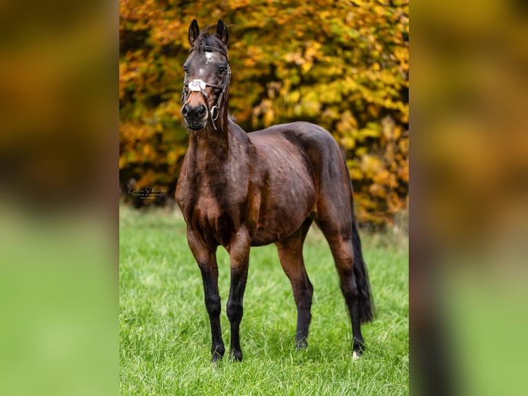 Deutsches Reitpony Stute 9 Jahre 143 cm Dunkelbrauner in Engstingen