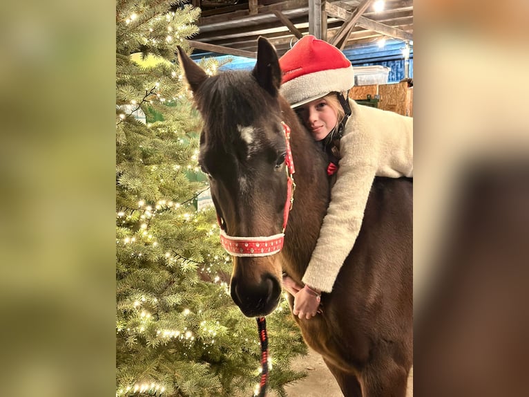 Deutsches Reitpony Stute 9 Jahre 143 cm Dunkelbrauner in Engstingen