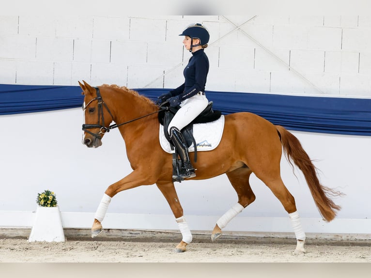 Deutsches Reitpony Stute 9 Jahre 143 cm Fuchs in Marsberg
