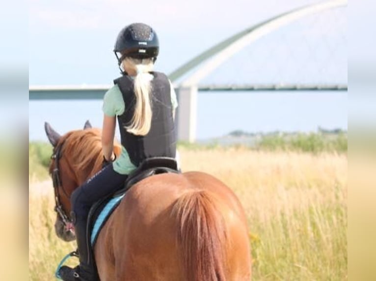 Deutsches Reitpony Mix Stute 9 Jahre 143 cm Fuchs in Fehmarn