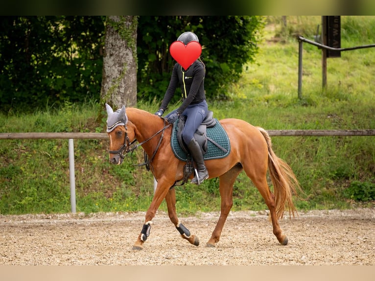 Deutsches Reitpony Stute 9 Jahre 143 cm Fuchs in Wannweil