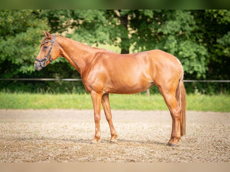 Deutsches Reitpony Stute 9 Jahre 143 cm Fuchs in Wannweil