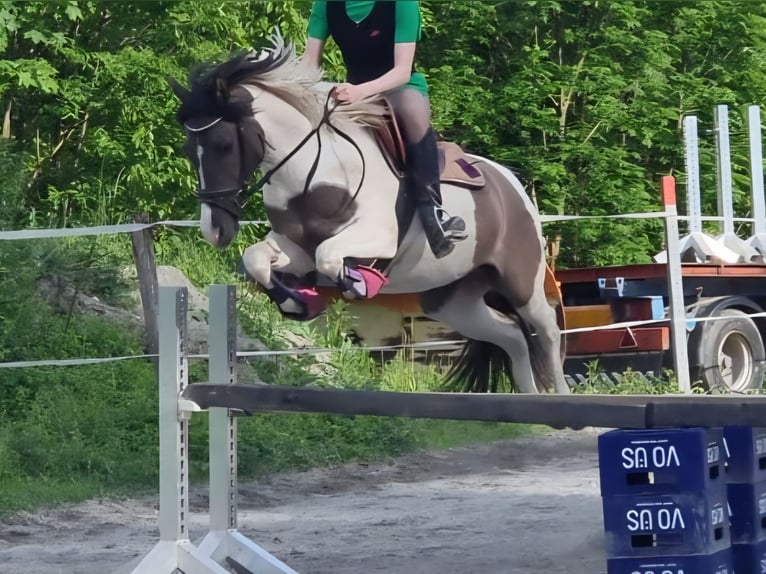 Deutsches Reitpony Stute 9 Jahre 143 cm Schecke in Vandans