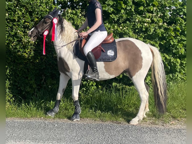 Deutsches Reitpony Stute 9 Jahre 143 cm Schecke in Vandans