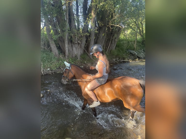 Deutsches Reitpony Stute 9 Jahre 144 cm Brauner in Erfurt