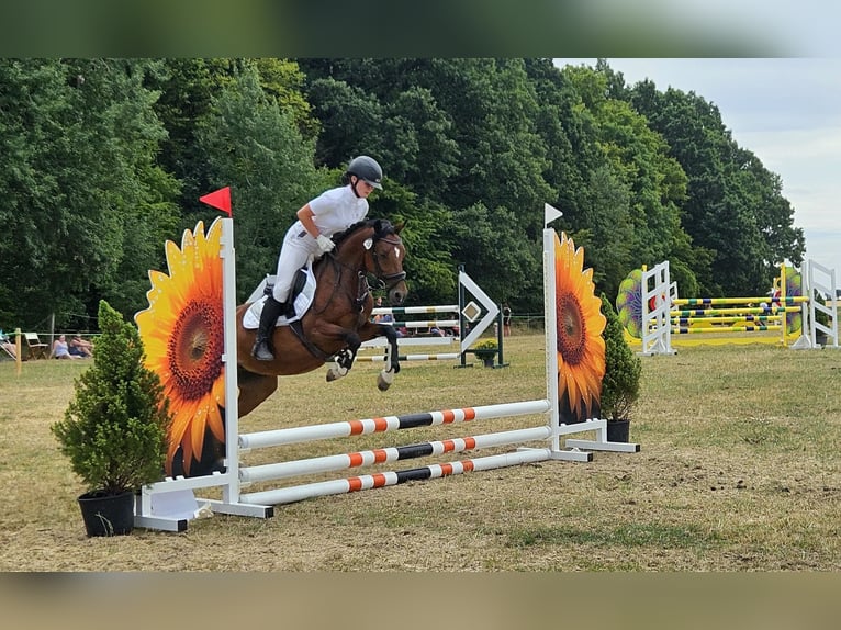 Deutsches Reitpony Stute 9 Jahre 144 cm Brauner in Erfurt